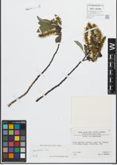 Foto von Salix glabra Scop.
